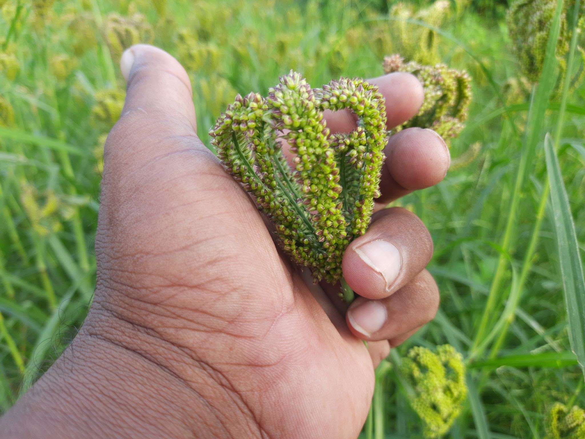 Difference Between Kodo Millet And Foxtail Millet at Ellie Hedditch blog